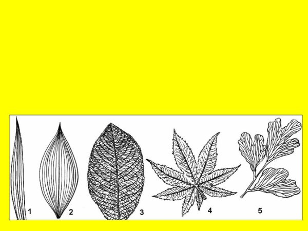 Жилкование листьев 6 класс биология