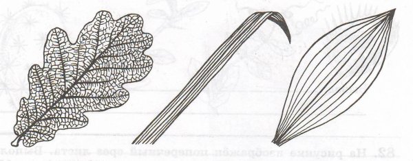 Пальчатое жилкование листьев