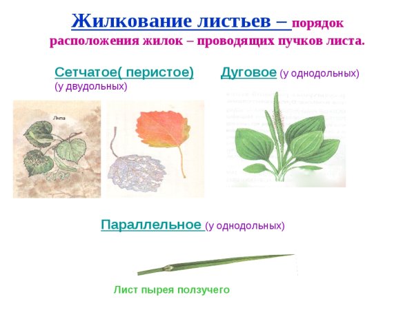 Жилкование листьев манжетки