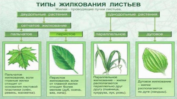 Жилкование листьев растений