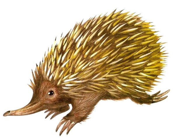 Ехидна на белом фоне