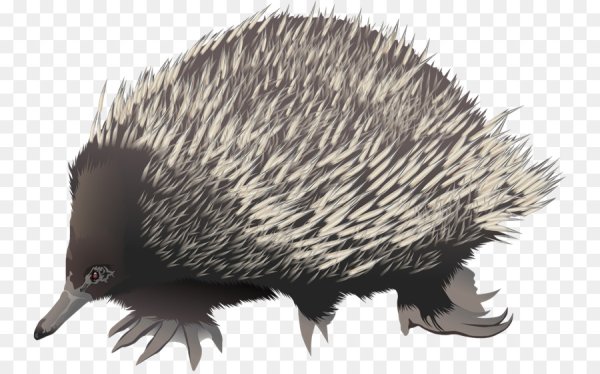 Животные Австралии раскраска ехидна