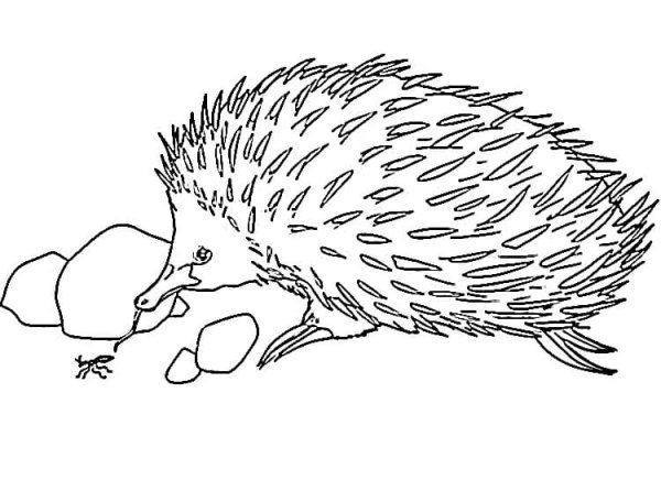 Ехидна мультяшный