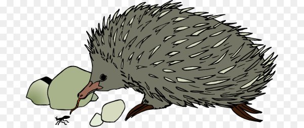 Австралийская ехидна рисунок