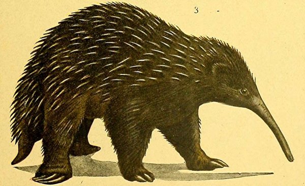 Австралийская ехидна рисунок