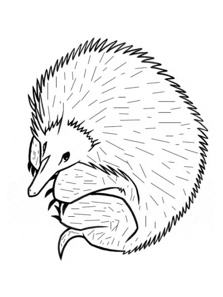 Ехидна рисунок