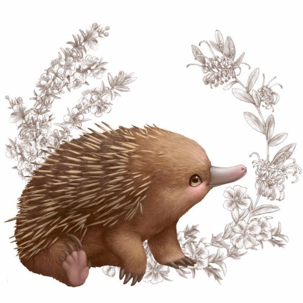 Ехидна мультяшный