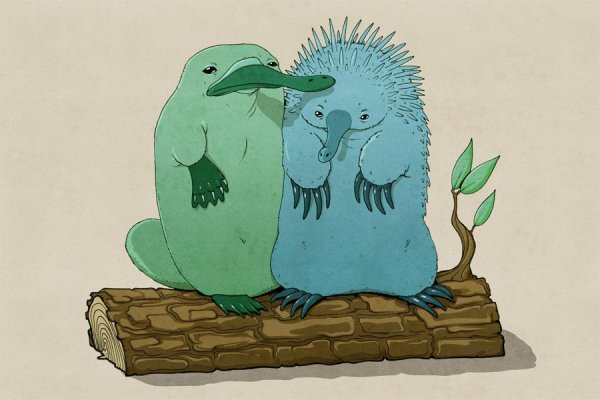 Австралийская ехидна рисунок