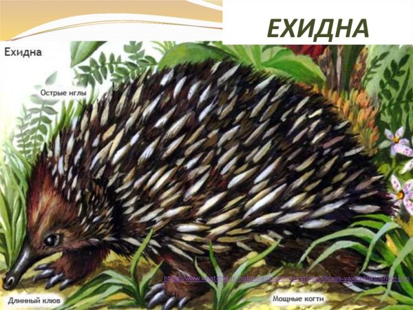 Ехидна прикольные картинки