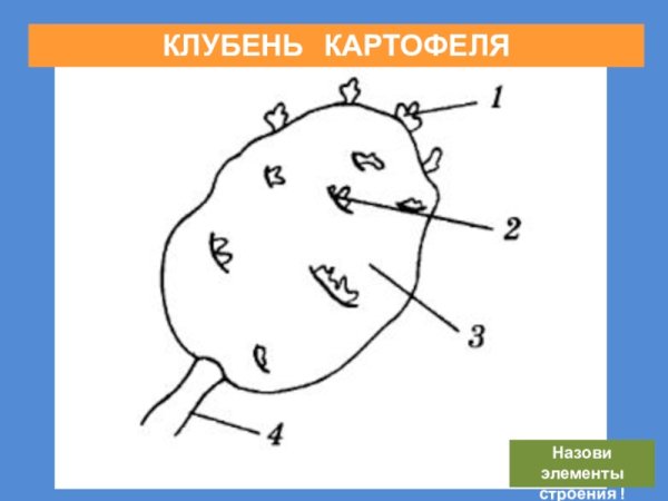 Внешнее строение клубня картофеля рисунок