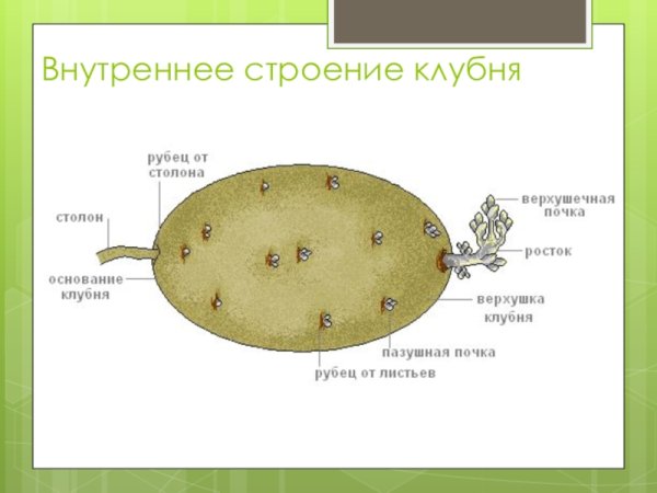 Строение клубня картофеля почки
