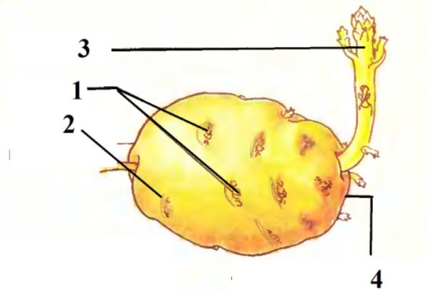 Строение клубня картофеля без подписей