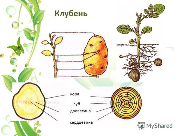 Картофель видоизменение побега