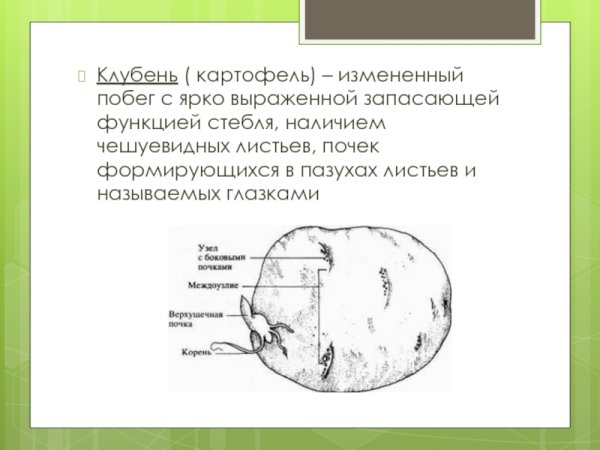 Строение клубня картофеля
