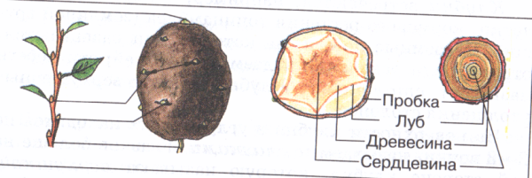 Строения клубня картофеля биология