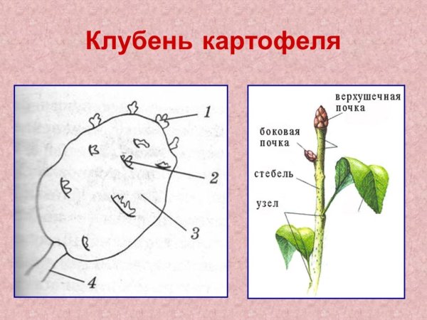 Строение клубня картофеля почки