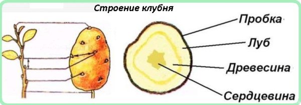Тонкий поперечный срез клубня картофеля