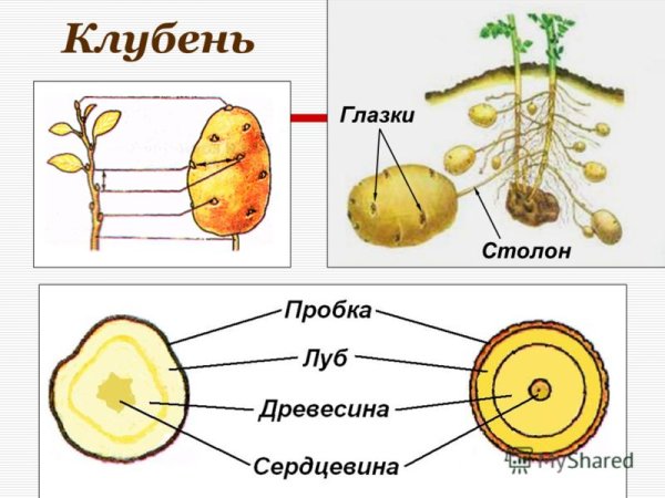 Видоизменения побегов клубень картофеля