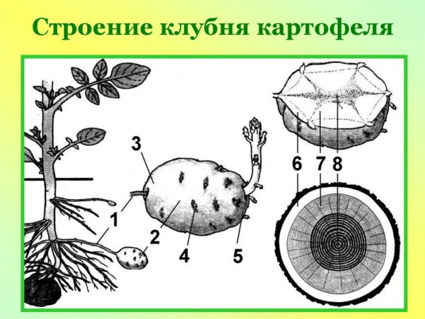 Корневище клубня картофеля и луковицы