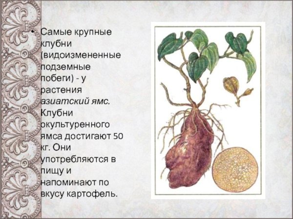 Клубень подземный побег