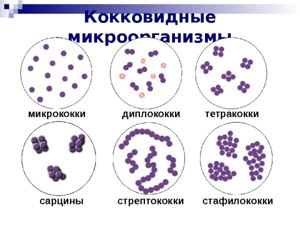 Морфология микроорганизмов микрококки