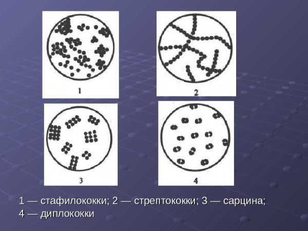 Сарцины и диплококки