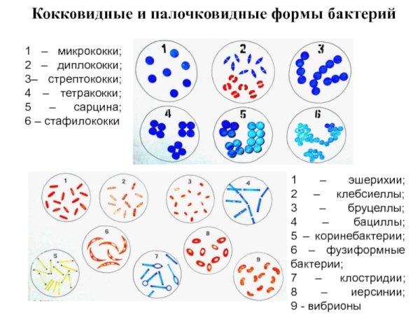 Шаровидные и палочковидные формы бактерий