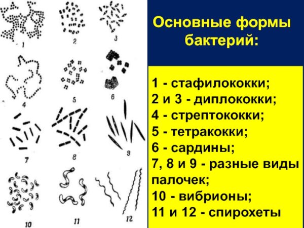 Кокки диплококки стрептококки