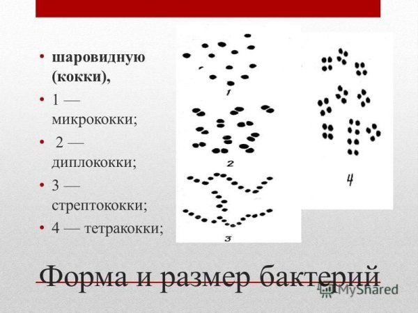 Формы бактерий микробиология кокки