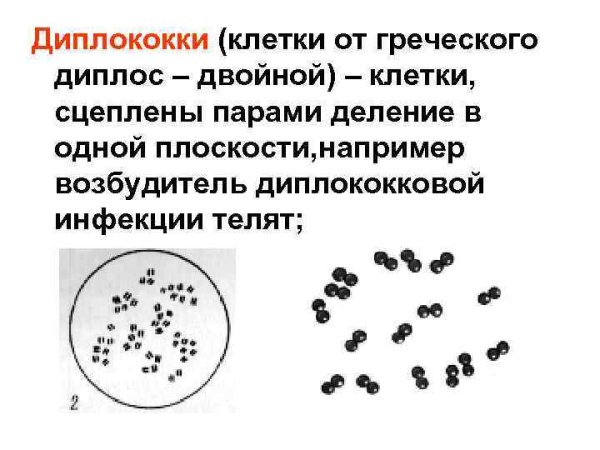 Кокки диплококки внеклеточные
