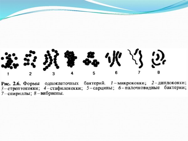 Микрококки заболевания