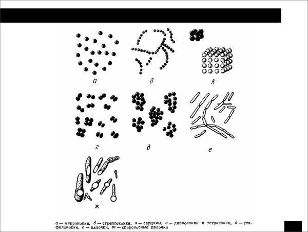 Микрококки диплококки тетракокки сарцины стрептококки стафилококки