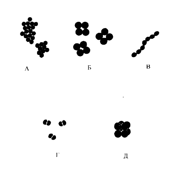 Микрококки диплококки тетракокки сарцины стрептококки стафилококки