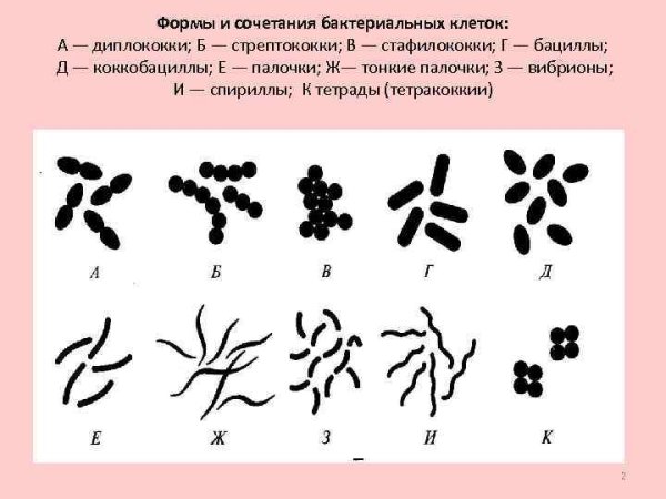 Сарцины морфология