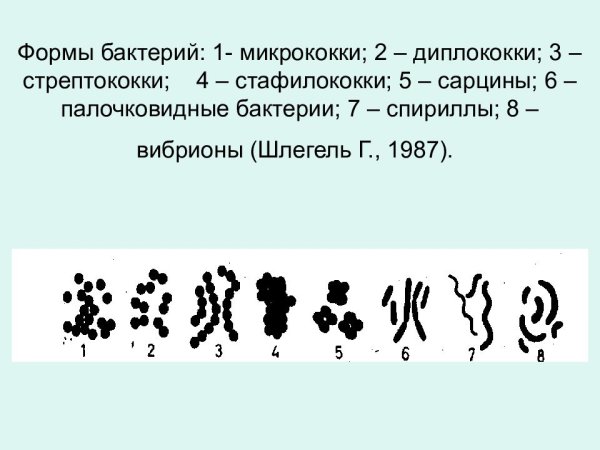 Морфологические формы микроорганизмов микрококки