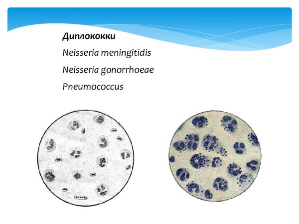 Кокки микрококки