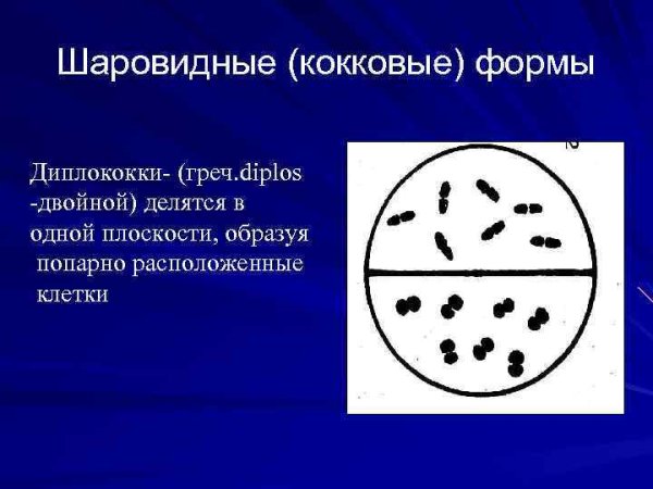 Сарцины форма бактерии