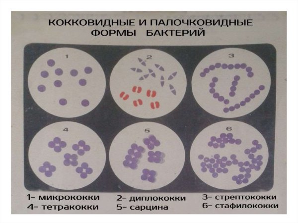 Непатогенные диплококки