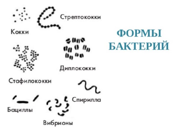 Палочковидные и извитые формы бактерий