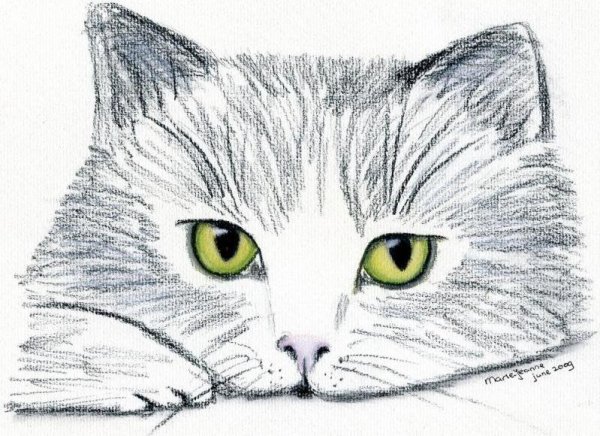 Легкие зарисовки котов