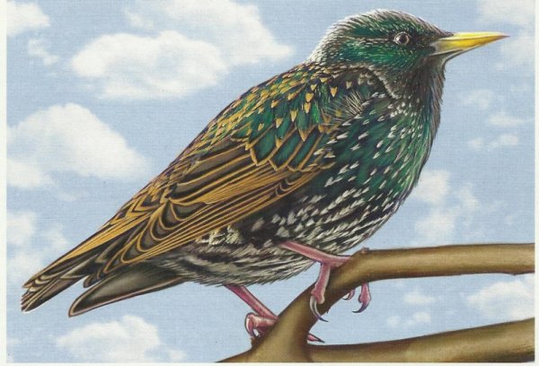 Скворец Перелетная птица