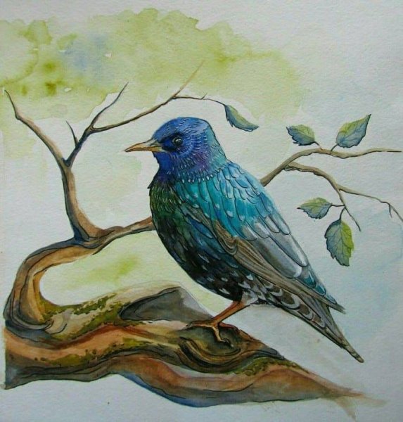 Снегирев скворец