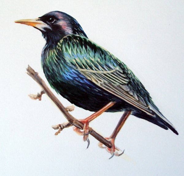 Изображение скворца для детей