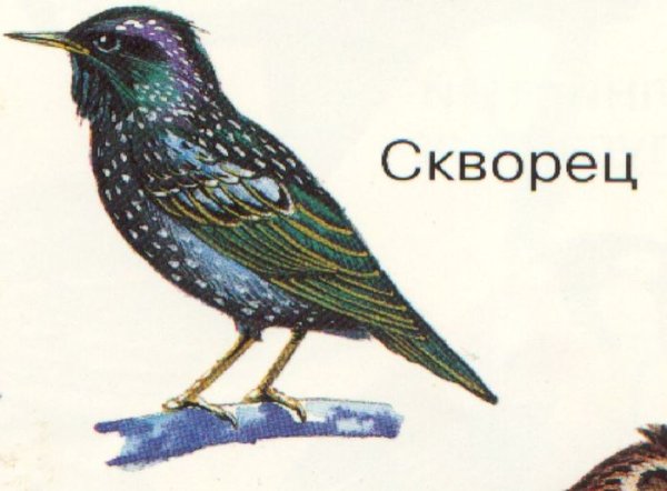 Геннадий Снегирёв скворец иллюстрации