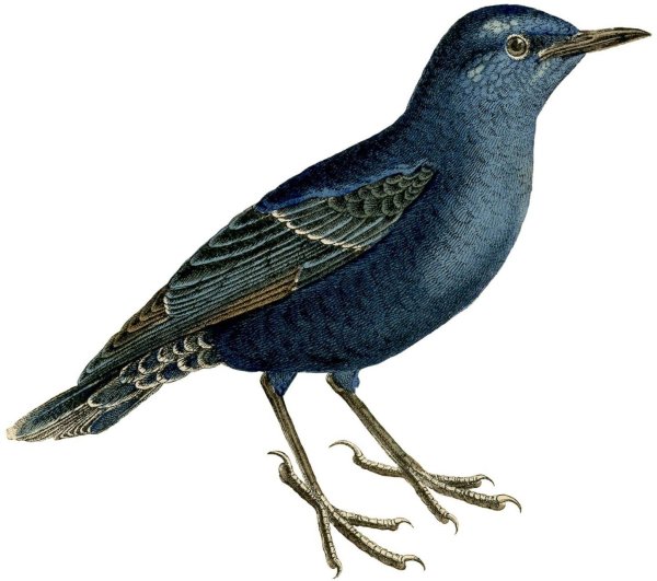 Скворец обыкновенный на белом фоне