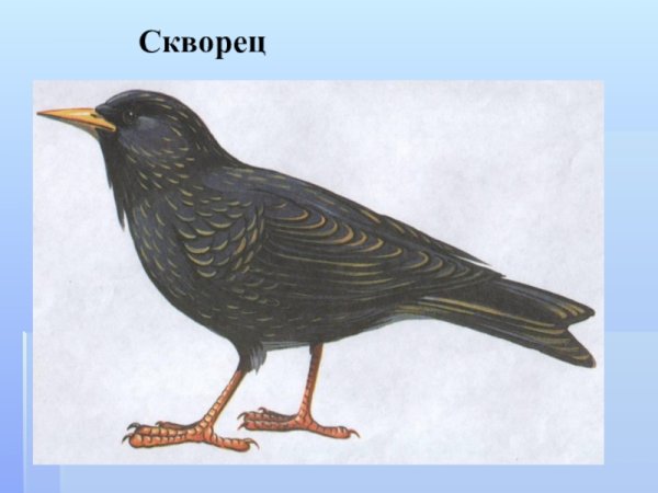 Грач скворец и Кукушка