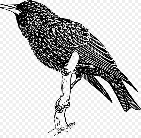 Обыкновенный скворец рисунок