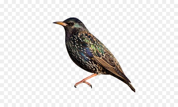 Скворец на белом фоне