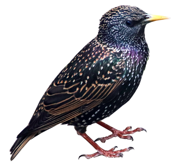 Скворец на белом фоне