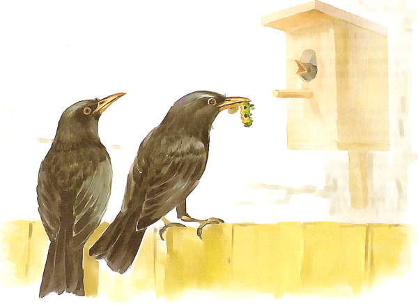 Изображение скворца для детей